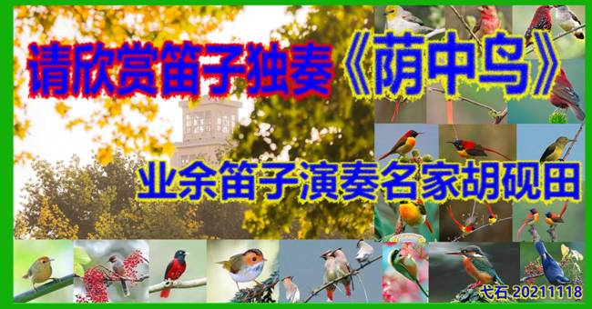 211118 请欣赏笛子独奏《荫中鸟》封面